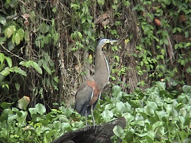 Costa Rica 041.jpg